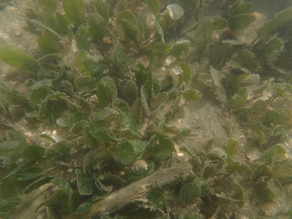 アマモ場観察会（鳥の巣半島）