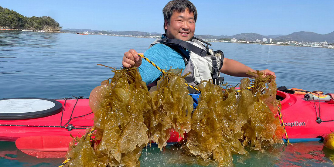 カヤックで養殖ヒロメの収穫体験